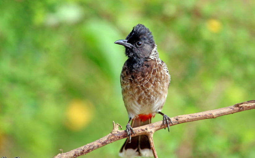 Bulbul