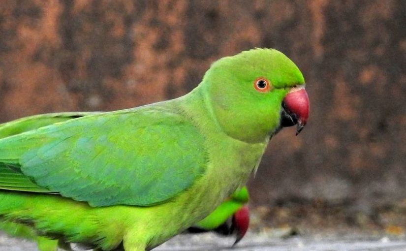 Rose ringed Parakeet. (Dr. Raju Kasambe CC BY-SA 4.0, via Wikimedia Commons)