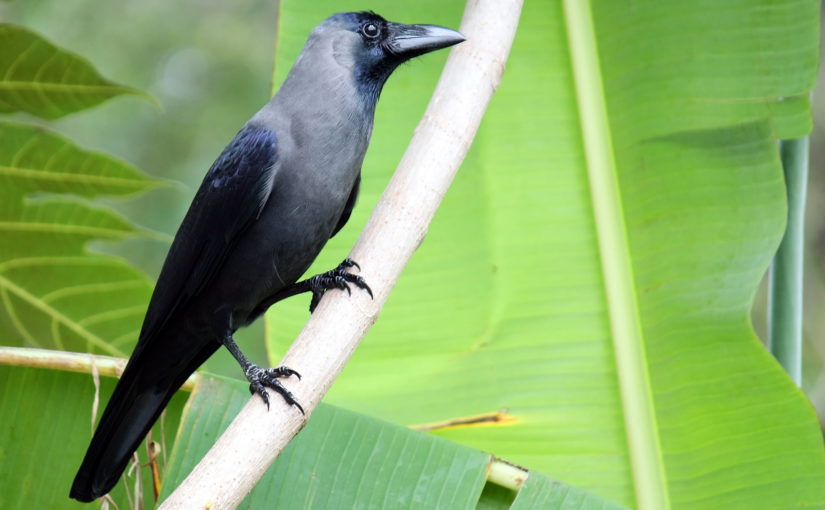 House Crow. (Anton Croos CC BY-SA 4.0, via Wikimedia Commons)